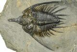 Spiny Psychopyge Trilobite - Short Snout Variant #381561-1